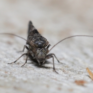 Psocodea 'Psocoptera' sp. (order) at Acton, ACT - 11 Jun 2021