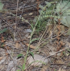 Cynoglossum australe (Australian Forget-me-not) at Rob Roy Range - 30 Mar 2021 by michaelb