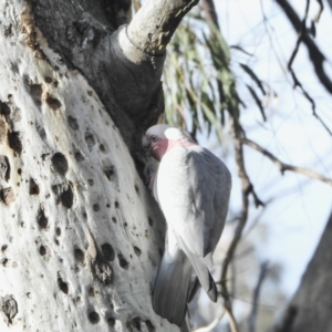 Eolophus roseicapilla at Aranda, ACT - 7 Jun 2021