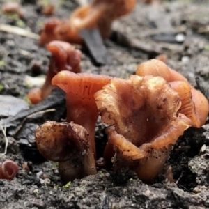 Laccaria sp. at Rendezvous Creek, ACT - 12 Jun 2021