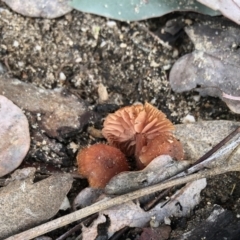 Laccaria sp. at Rendezvous Creek, ACT - 12 Jun 2021