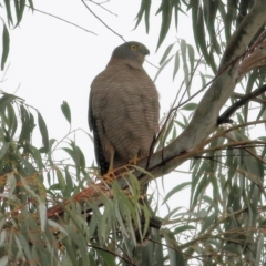 Accipiter cirrocephalus (Collared Sparrowhawk) at Pam Stone Park - 13 Jun 2021 by KylieWaldon
