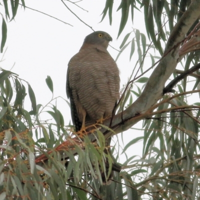 Accipiter cirrocephalus (Collared Sparrowhawk) at Wodonga - 13 Jun 2021 by KylieWaldon