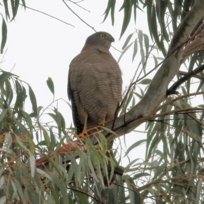 Tachyspiza cirrocephala (Collared Sparrowhawk) at Wodonga, VIC - 13 Jun 2021 by KylieWaldon