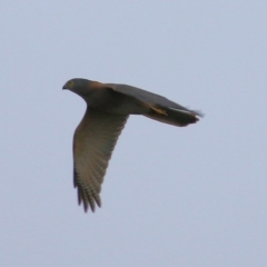 Accipiter cirrocephalus at Wodonga, VIC - 13 Jun 2021