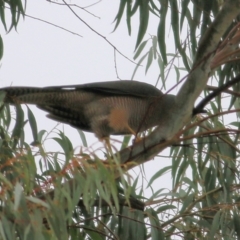 Accipiter cirrocephalus at Wodonga, VIC - 13 Jun 2021