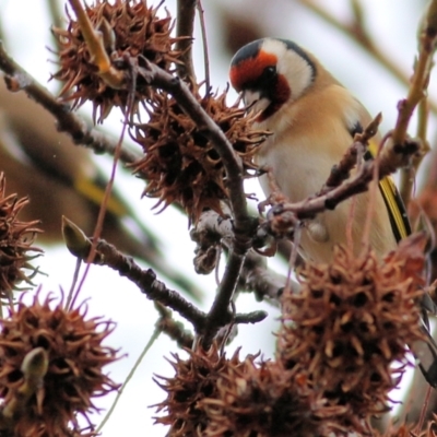 Carduelis carduelis (European Goldfinch) at Wodonga, VIC - 13 Jun 2021 by Kyliegw