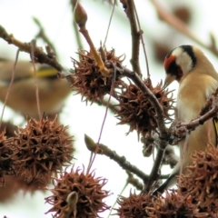 Carduelis carduelis at Wodonga - 13 Jun 2021 10:24 AM