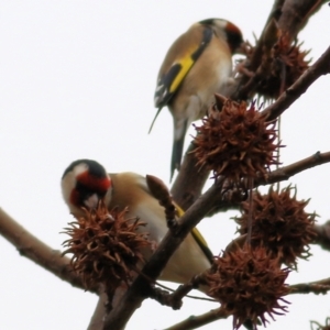 Carduelis carduelis at Wodonga - 13 Jun 2021 10:24 AM