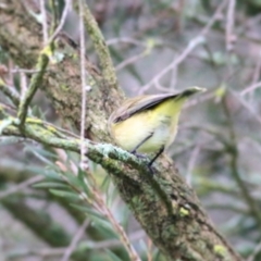 Acanthiza chrysorrhoa (Yellow-rumped Thornbill) at Wodonga - 13 Jun 2021 by Kyliegw