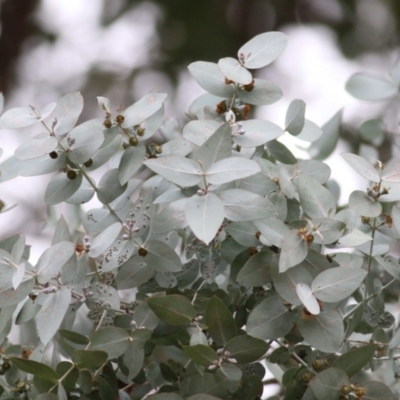 Eucalyptus cinerea (Argyle Apple) at Wodonga, VIC - 13 Jun 2021 by KylieWaldon