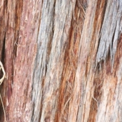 Eucalyptus cinerea at Wodonga - 13 Jun 2021