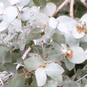 Eucalyptus cinerea at Wodonga - 13 Jun 2021