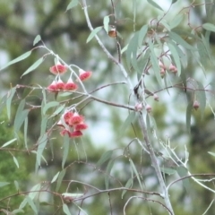 Eucalyptus caesia (Silver Princess) at Wodonga, VIC - 13 Jun 2021 by Kyliegw