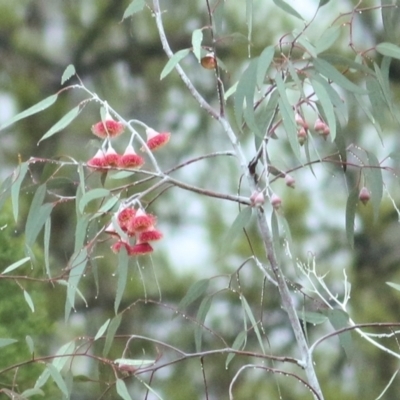 Eucalyptus caesia (Silver Princess) at Wodonga, VIC - 13 Jun 2021 by KylieWaldon