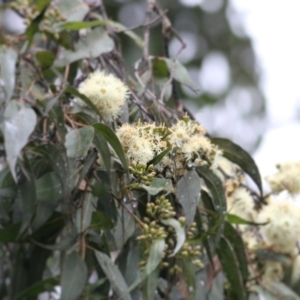 Corymbia maculata at Wodonga, VIC - 13 Jun 2021 10:18 AM