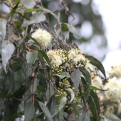 Corymbia maculata (Spotted Gum) at Les Stone Park - 13 Jun 2021 by Kyliegw