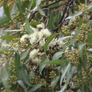 Corymbia maculata at Wodonga, VIC - 13 Jun 2021 10:18 AM