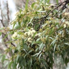Corymbia maculata at Wodonga, VIC - 13 Jun 2021