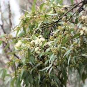 Corymbia maculata at Wodonga, VIC - 13 Jun 2021 10:18 AM