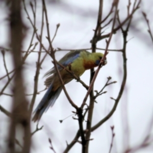 Platycercus elegans flaveolus at Wodonga, VIC - 13 Jun 2021