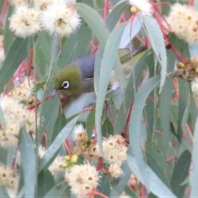 Zosterops lateralis (Silvereye) at Les Stone Park - 13 Jun 2021 by Kyliegw