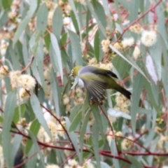 Zosterops lateralis at Wodonga, VIC - 13 Jun 2021