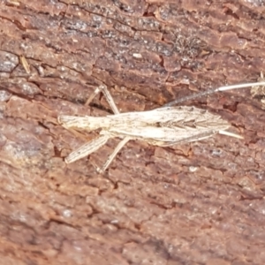 Dicrotelus prolixus at Latham, ACT - 13 Jun 2021