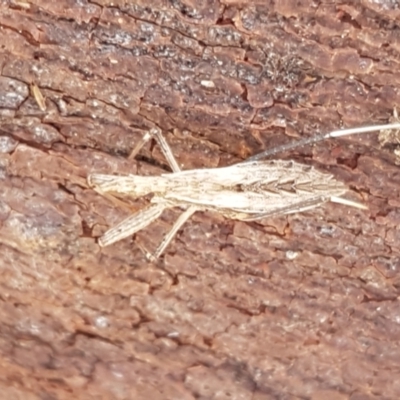 Dicrotelus prolixus (Assassin bug) at Umbagong District Park - 13 Jun 2021 by tpreston