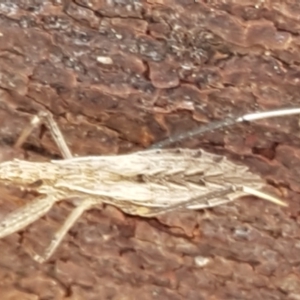 Dicrotelus prolixus at Latham, ACT - 13 Jun 2021 12:59 PM