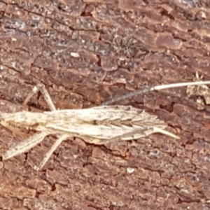 Dicrotelus prolixus at Latham, ACT - 13 Jun 2021 12:59 PM