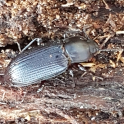 Meneristes australis (Darking beetle) at Latham, ACT - 13 Jun 2021 by trevorpreston