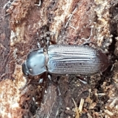 Meneristes australis at Latham, ACT - 13 Jun 2021