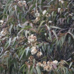 Corymbia maculata (Spotted Gum) at Wodonga - 13 Jun 2021 by KylieWaldon