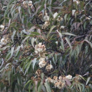Corymbia maculata at Wodonga - 13 Jun 2021