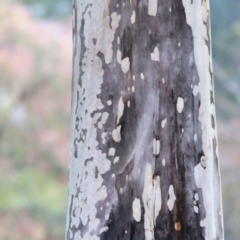 Corymbia maculata at Wodonga - 13 Jun 2021