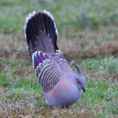 Ocyphaps lophotes (Crested Pigeon) at Wodonga, VIC - 13 Jun 2021 by Kyliegw