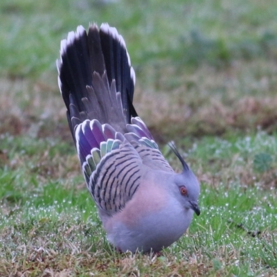 Ocyphaps lophotes (Crested Pigeon) at Wodonga, VIC - 13 Jun 2021 by Kyliegw