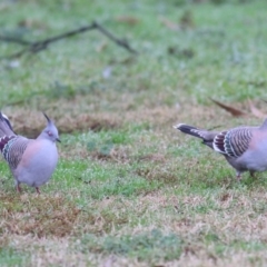 Ocyphaps lophotes at Wodonga - 13 Jun 2021