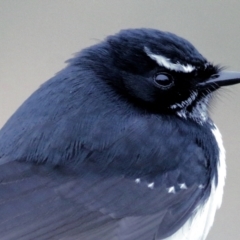 Rhipidura leucophrys (Willie Wagtail) at Wodonga - 13 Jun 2021 by Kyliegw