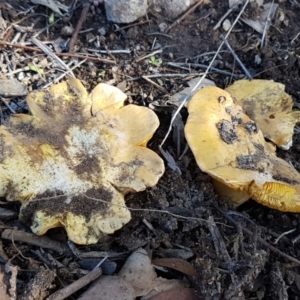 Cortinarius sp. at Latham, ACT - 13 Jun 2021 12:55 PM