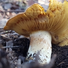 Cortinarius sp. at Latham, ACT - 13 Jun 2021