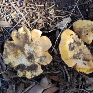 Cortinarius sp. at Latham, ACT - 13 Jun 2021 12:55 PM