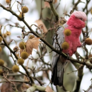 Eolophus roseicapilla at Wodonga - 13 Jun 2021