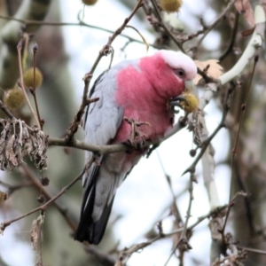 Eolophus roseicapilla at Wodonga - 13 Jun 2021