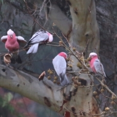 Eolophus roseicapilla at Wodonga - 13 Jun 2021