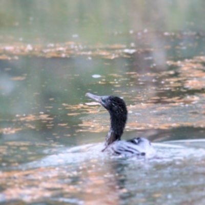 Phalacrocorax sulcirostris (Little Black Cormorant) at Wodonga - 13 Jun 2021 by Kyliegw