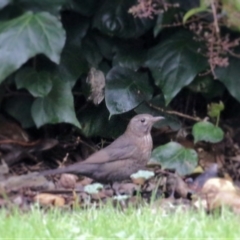 Turdus merula (Eurasian Blackbird) at Wodonga, VIC - 13 Jun 2021 by KylieWaldon