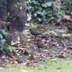 Turdus merula at Wodonga, VIC - 13 Jun 2021 10:10 AM