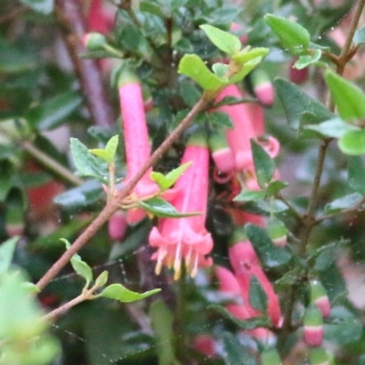 Correa sp. at Wodonga, VIC - 12 Jun 2021 by KylieWaldon